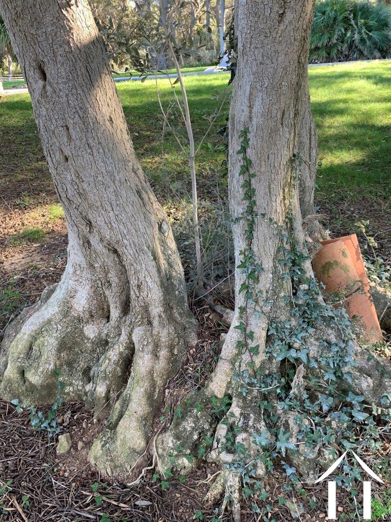 Immobilien 1 hectare ++ zu verkaufen fabregues, languedoc-roussillon, 11-2407 Bild - 7