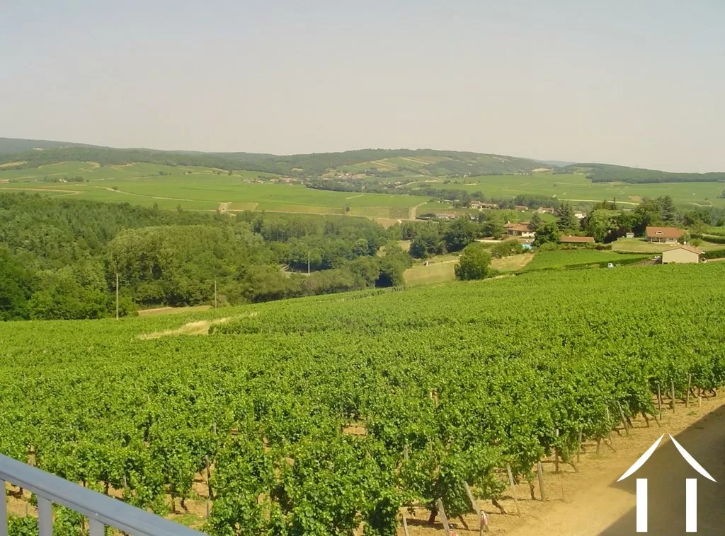 views west over neighbouring vineyards