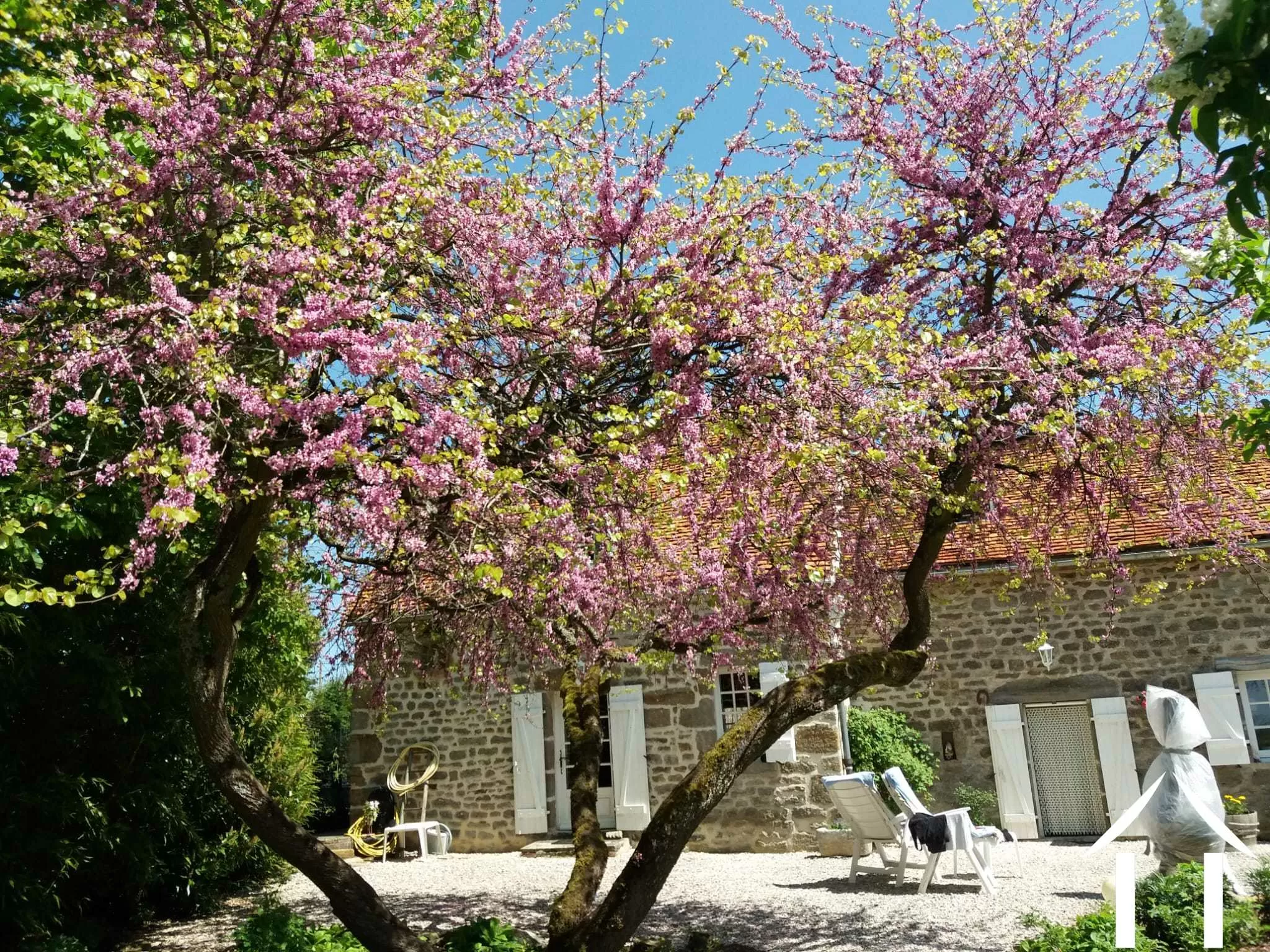 Charming trees