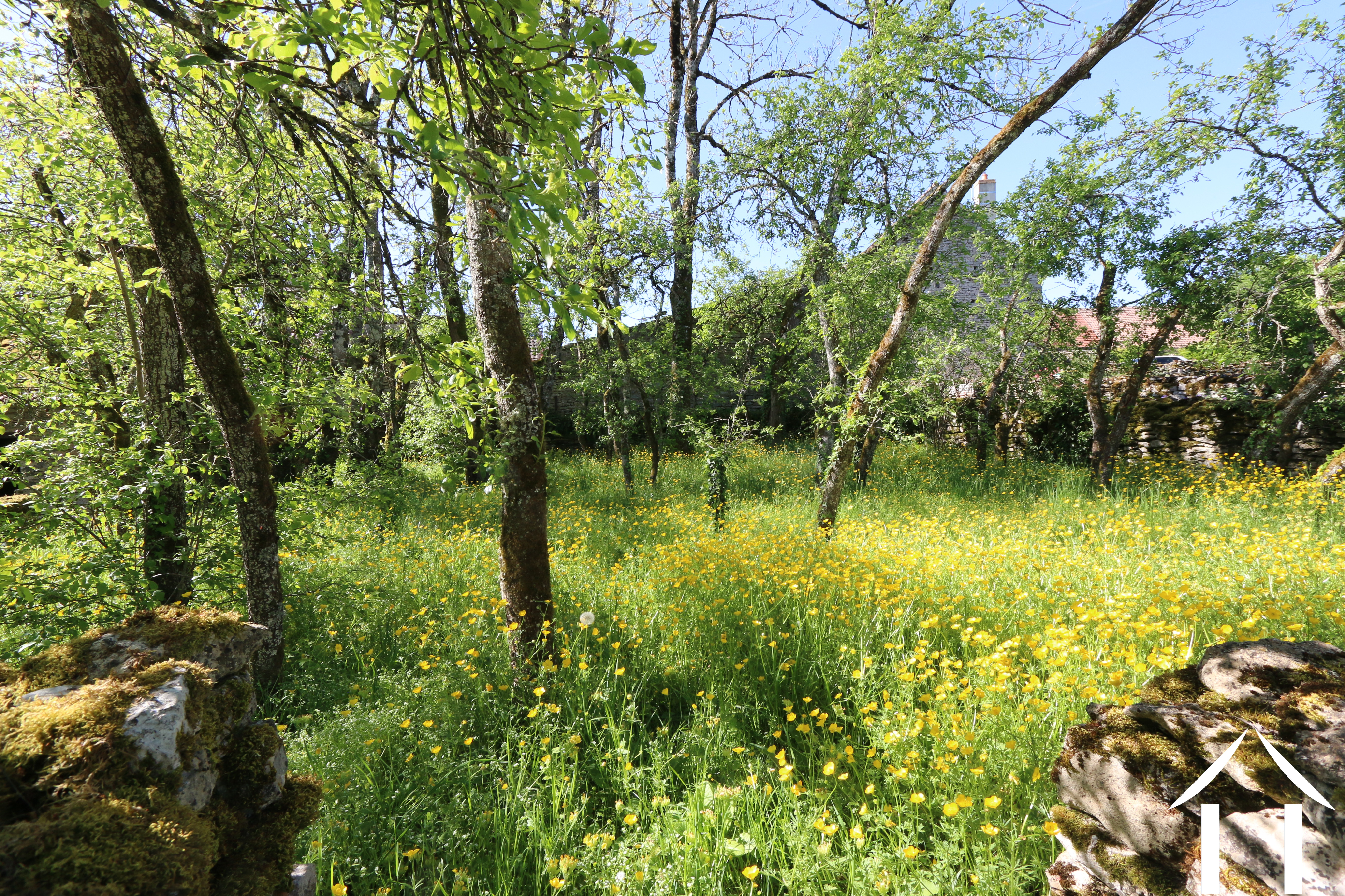 Alter Obstgarten