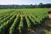 The famous Burgundy vineyards
