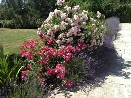 Colourful gardens