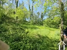 Reife Bäume