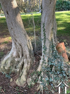 Immobilien 1 hectare ++ zu verkaufen fabregues, languedoc-roussillon, 11-2407 Bild - 7