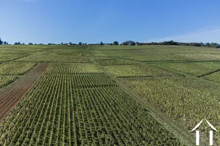 Herrenhaus zu verkaufen macon, burgund, JP5262S Bild - 20