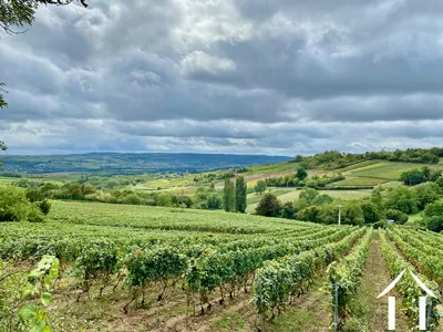Les vignes vues du bas de la propriété