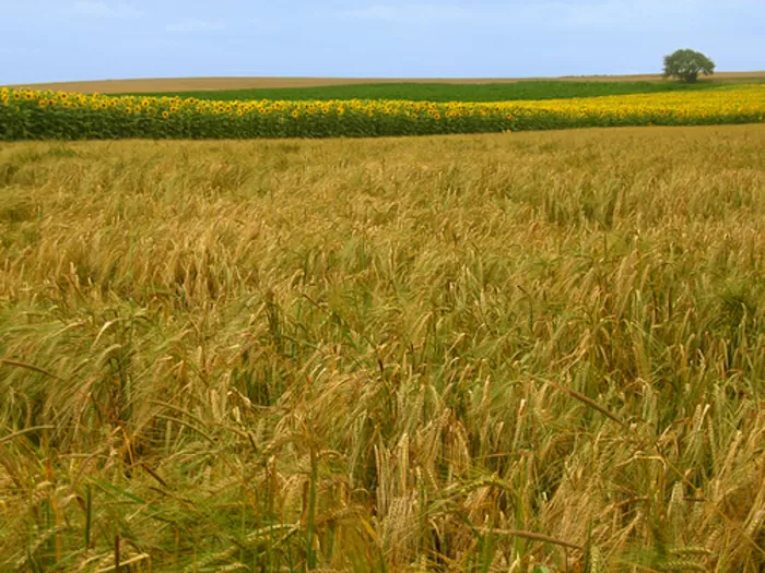 Champagne, rich agriculture