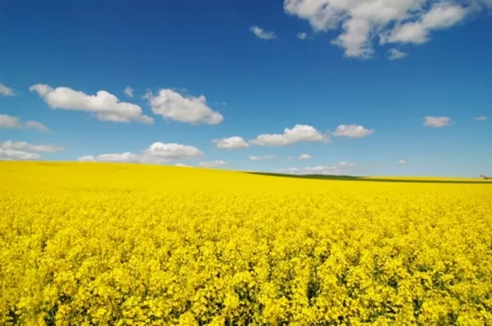 DIE SCHÖNHEIT DER LANDWIRTSCHAFT