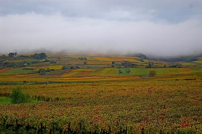Vineyard in Santenay