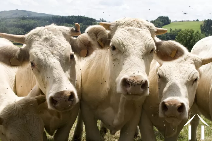 REGIONAL FEATURE bild-6