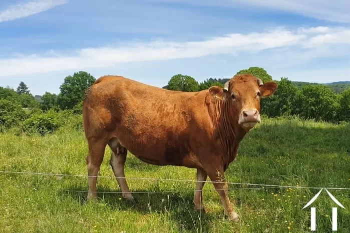 Regional Feature Limousin bild-5